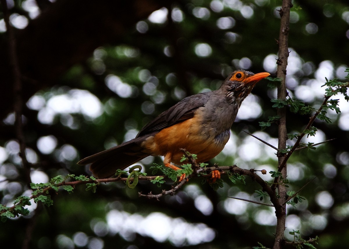 African Bare-eyed Thrush - ML223690381