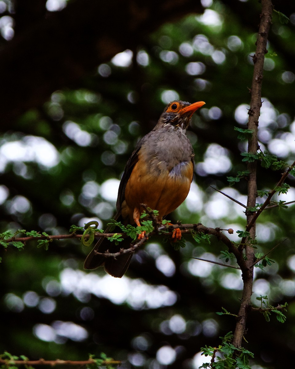 African Bare-eyed Thrush - Peder Svingen