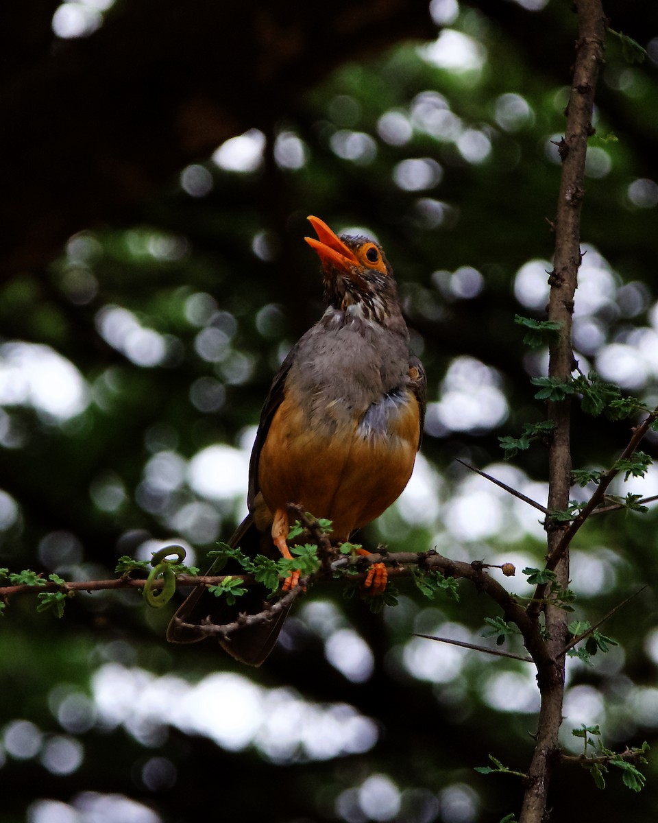 African Bare-eyed Thrush - Peder Svingen