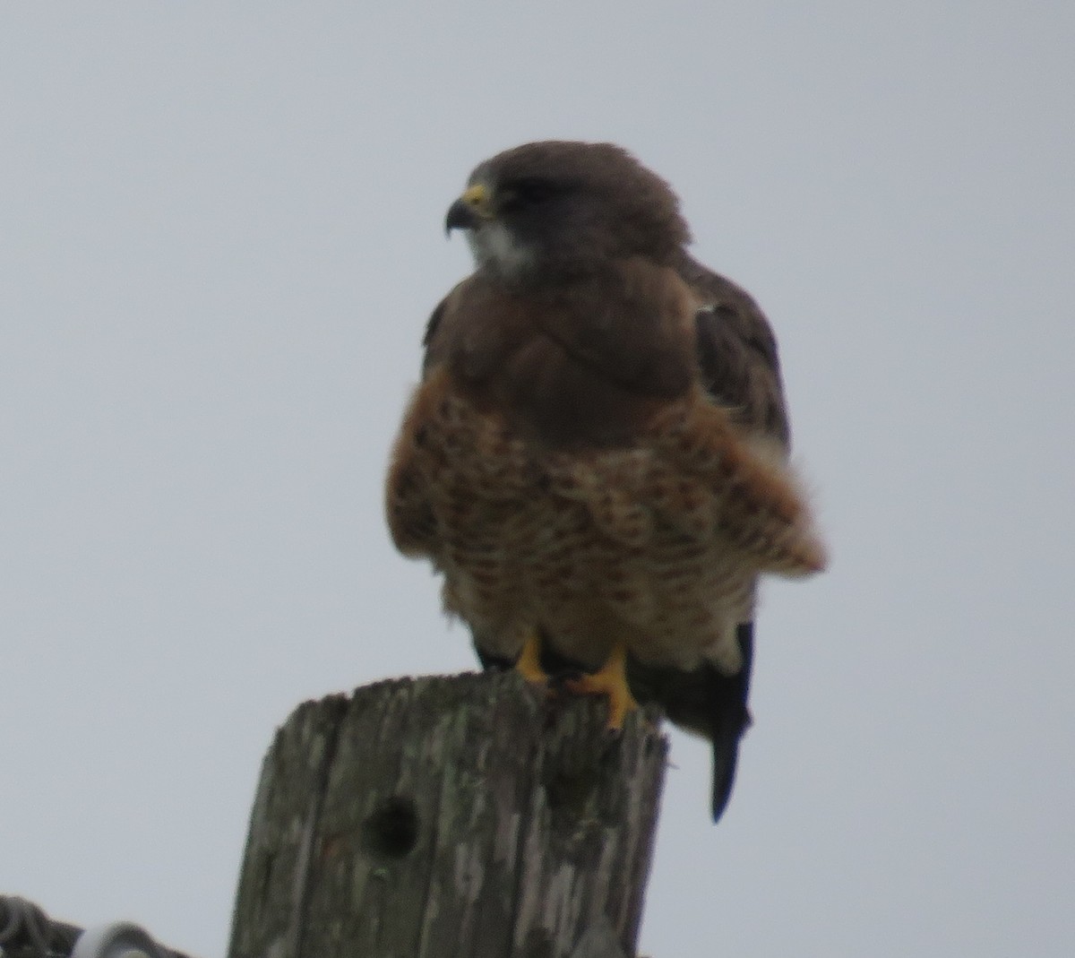 Swainson's Hawk - ML223691791