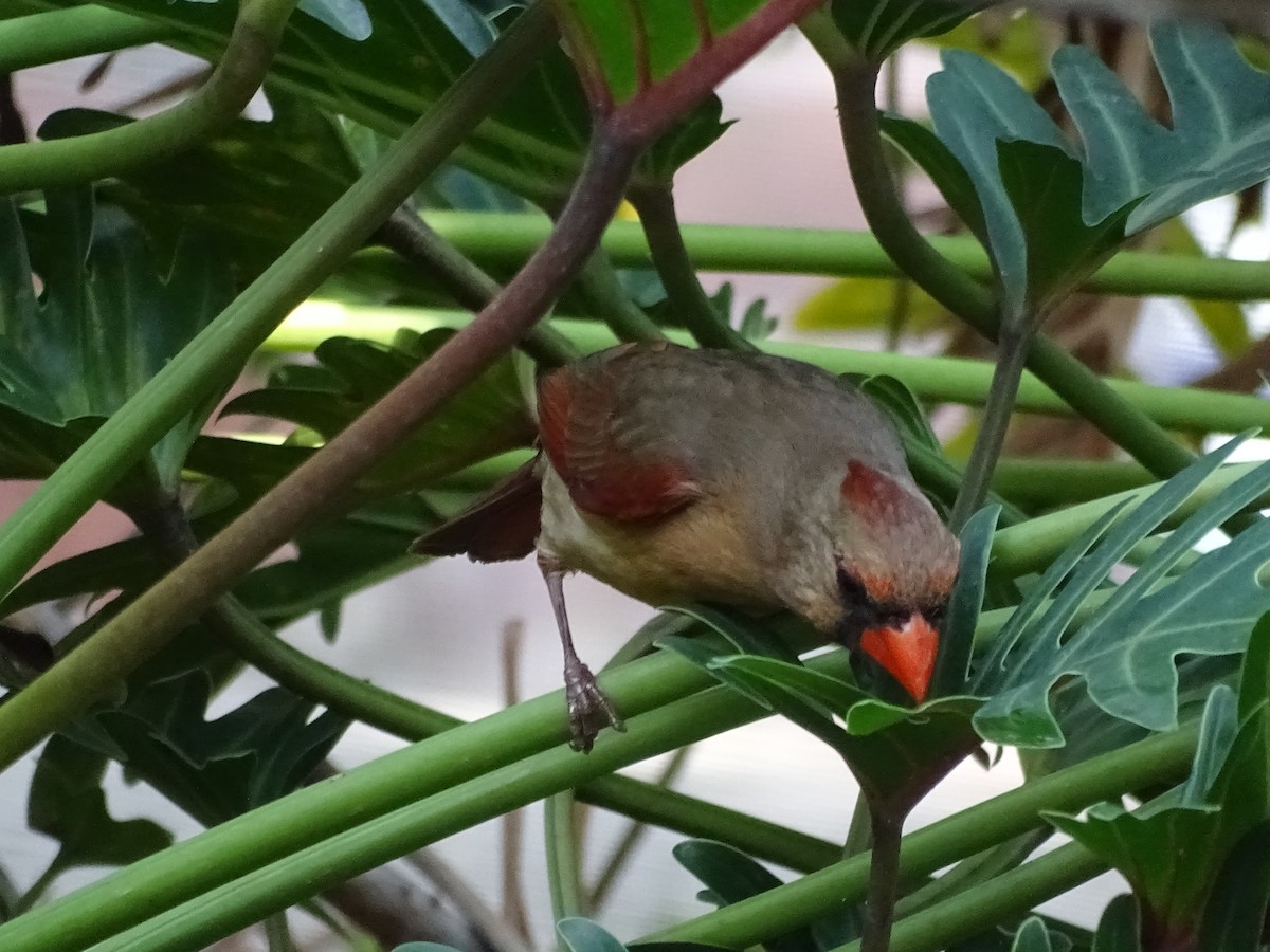 Northern Cardinal - Maura Powers