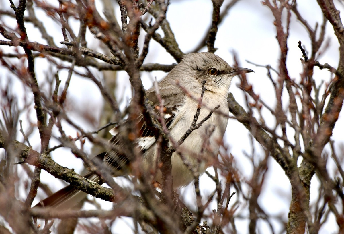 Northern Mockingbird - Sophie Lee