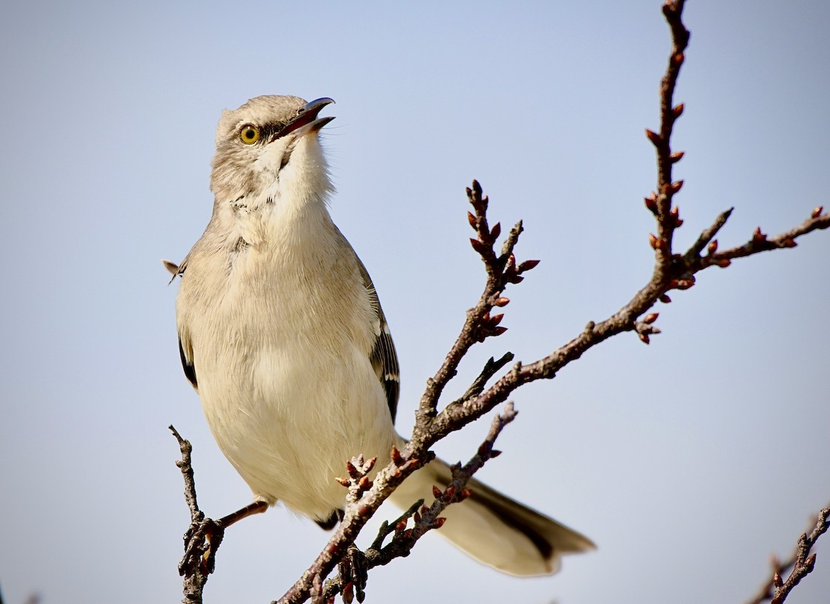 Northern Mockingbird - Sophie Lee