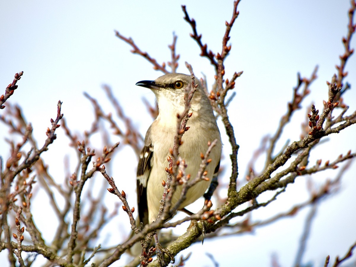 Northern Mockingbird - ML223693821