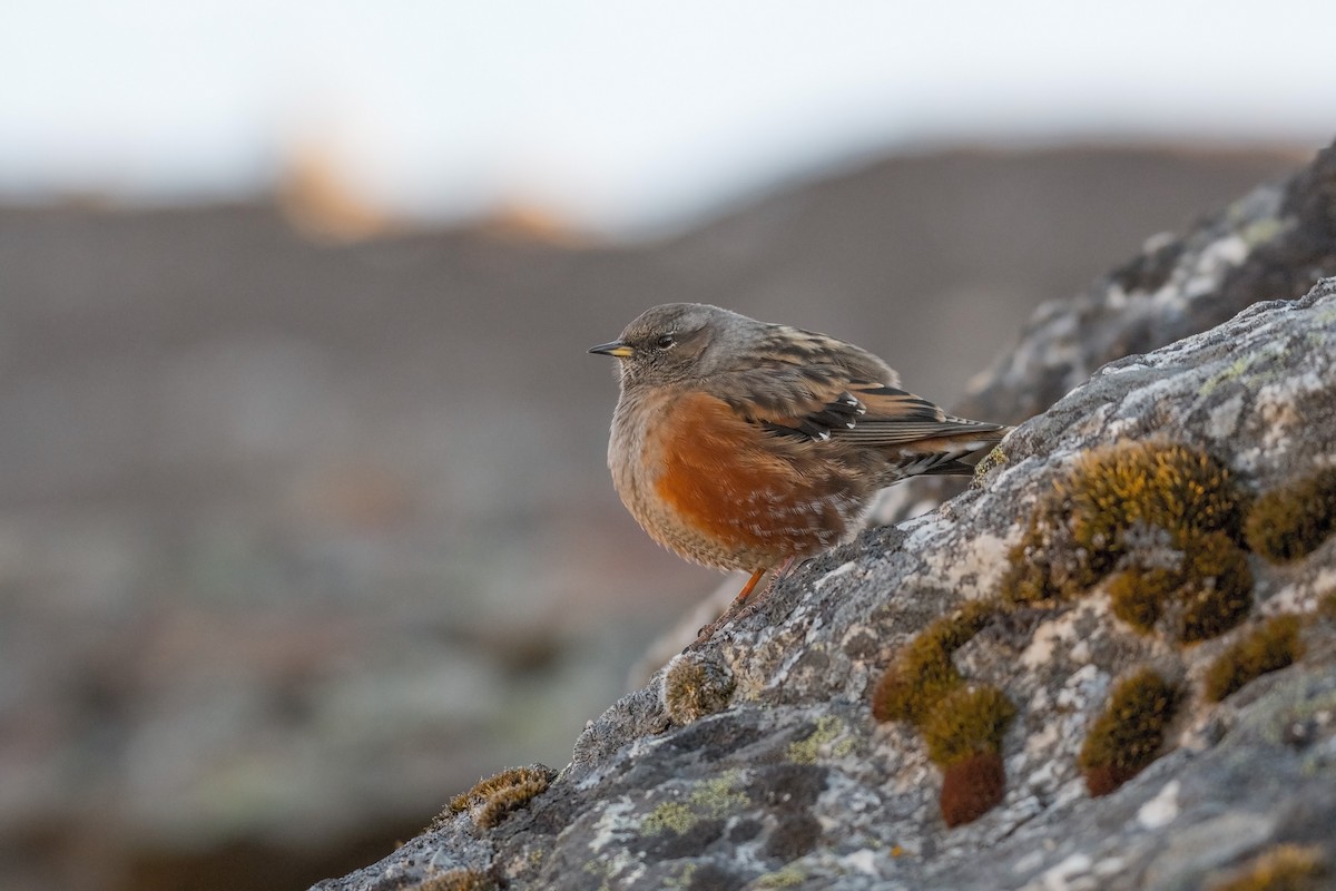 Alpine Accentor - Ian Hearn