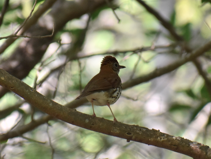 Wood Thrush - ML223698351