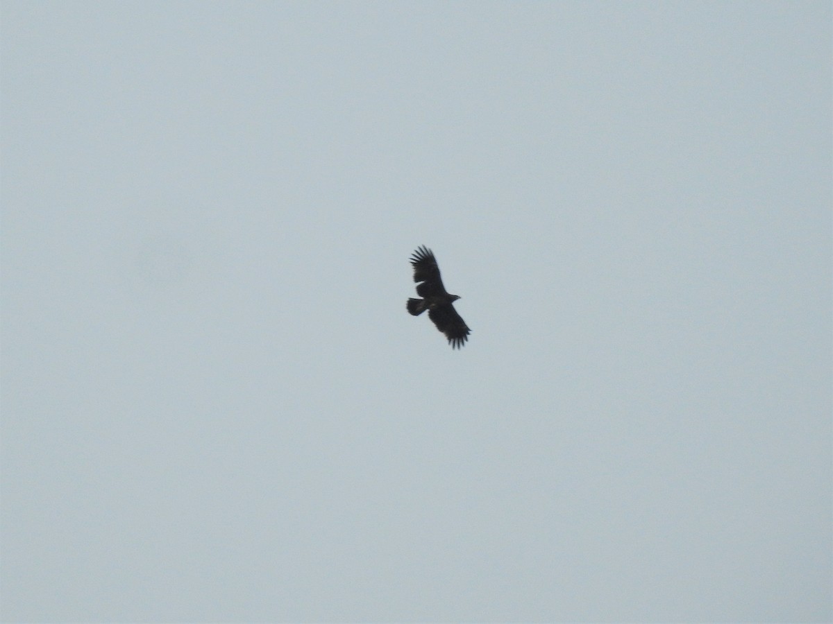 Greater Spotted Eagle - ML223699851