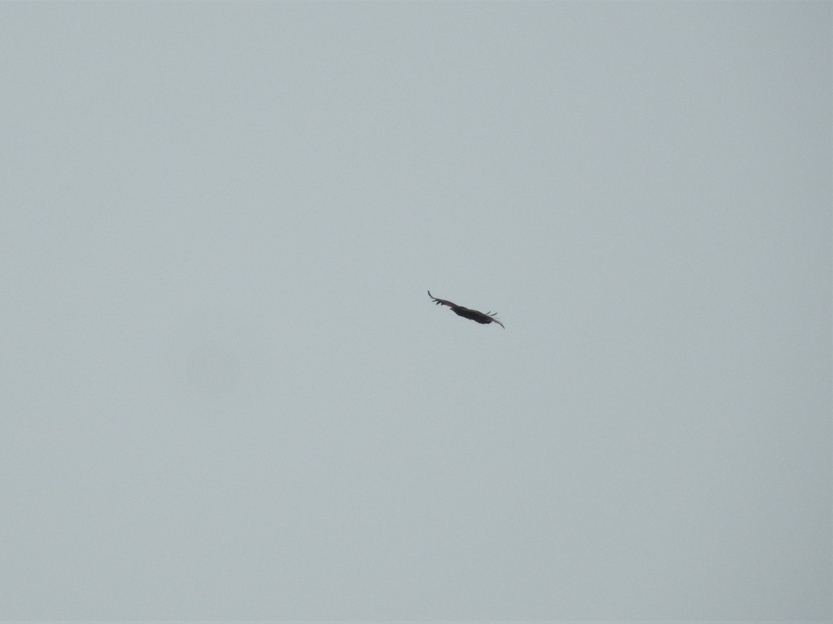 Greater Spotted Eagle - ML223699881