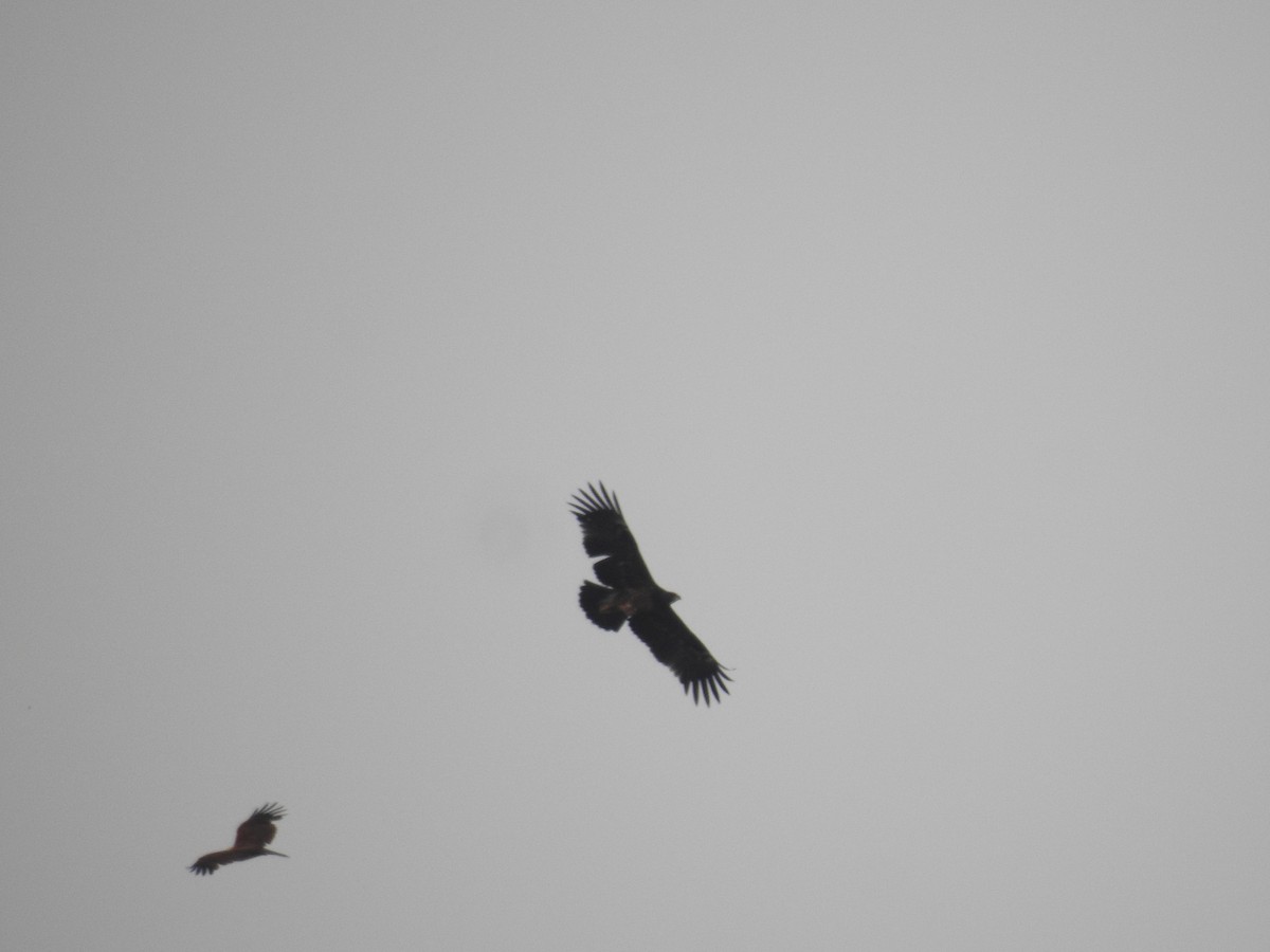 Greater Spotted Eagle - ML223700061