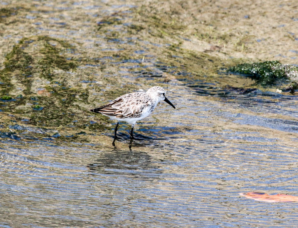 Western Sandpiper - ML223702391