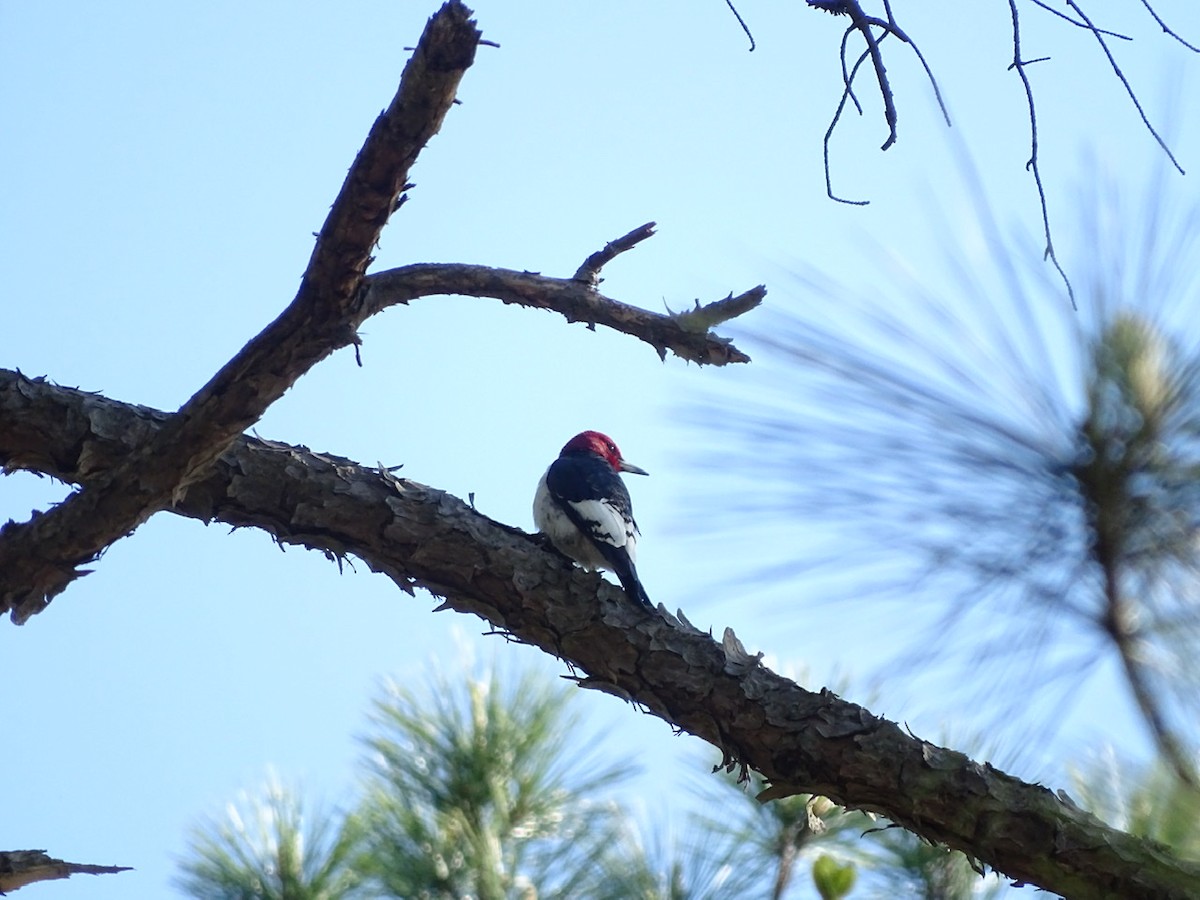 Red-headed Woodpecker - ML223702561
