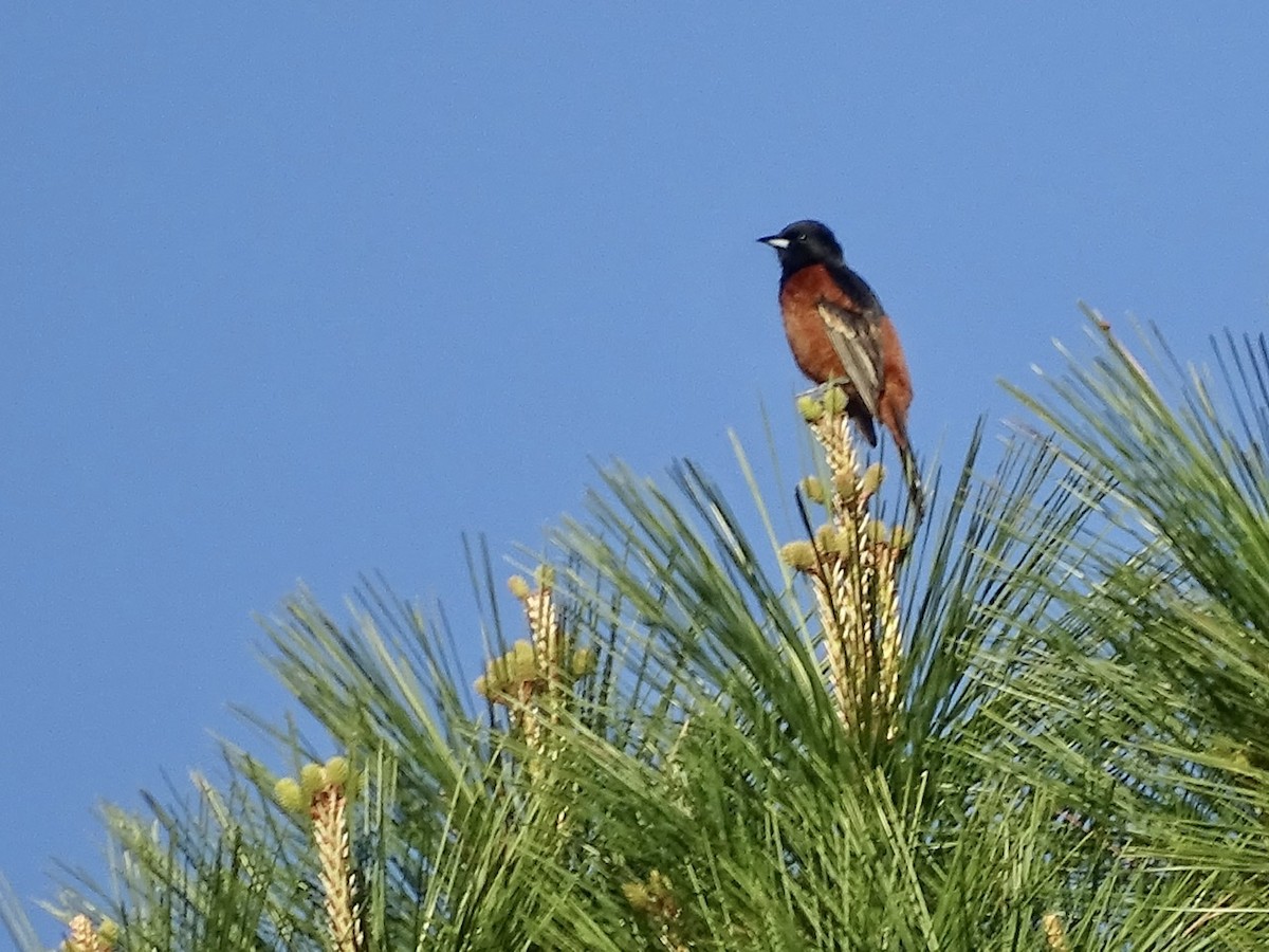 Oriole des vergers - ML223702941
