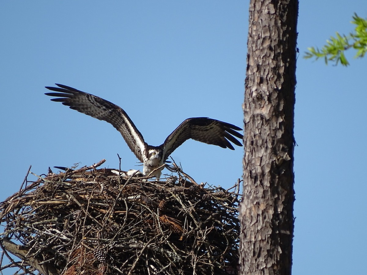 Osprey - ML223704051