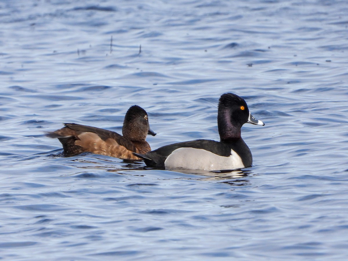 Ring-necked Duck - ML223704731