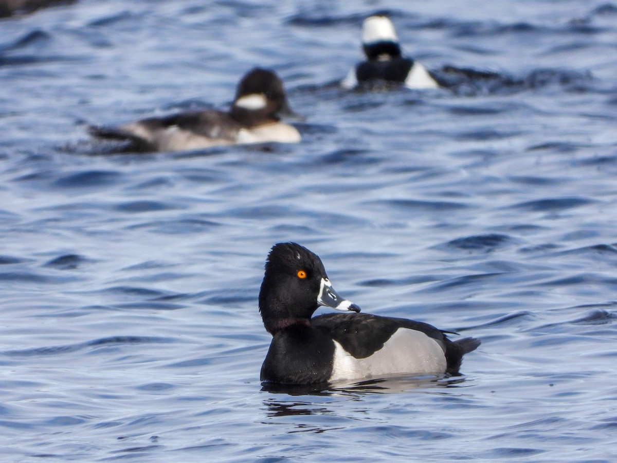 Ring-necked Duck - ML223704921