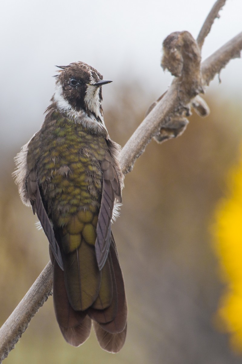 White-bearded Helmetcrest - Jhonathan Miranda - Wandering Venezuela Birding Expeditions