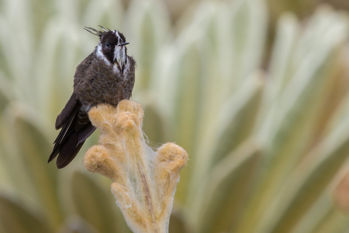 White-bearded Helmetcrest - ML223705991