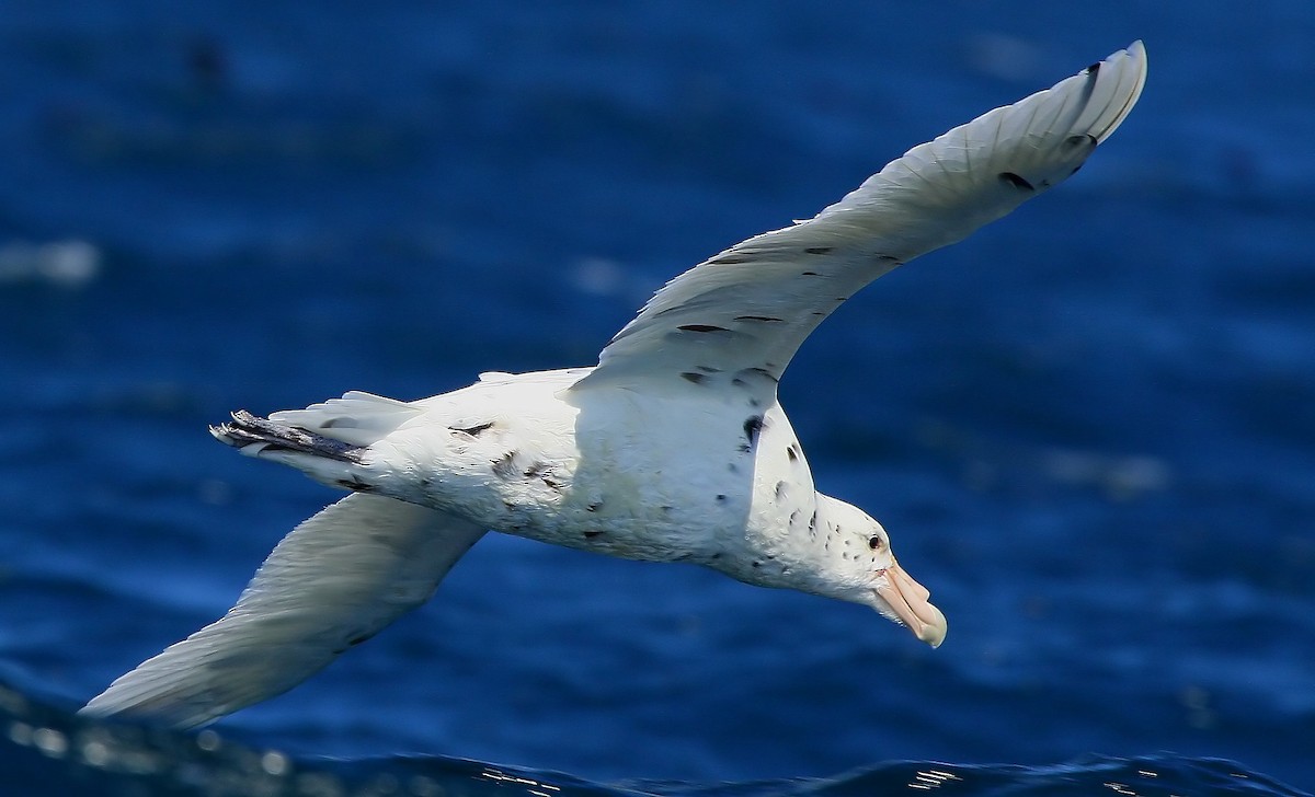 Southern Giant-Petrel - ML223706461