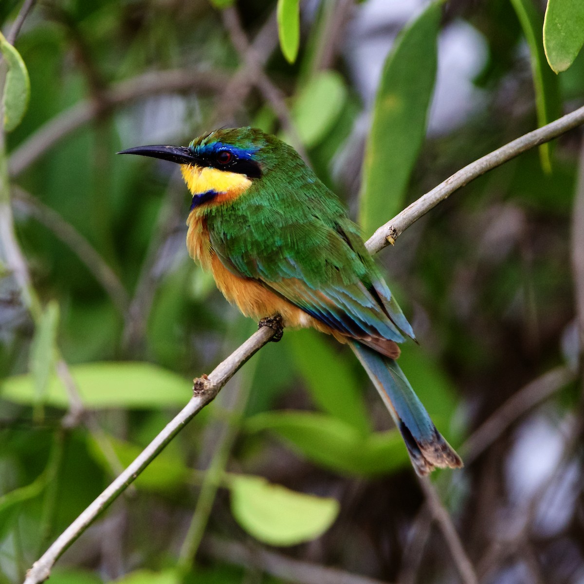 Little Bee-eater - ML223707291