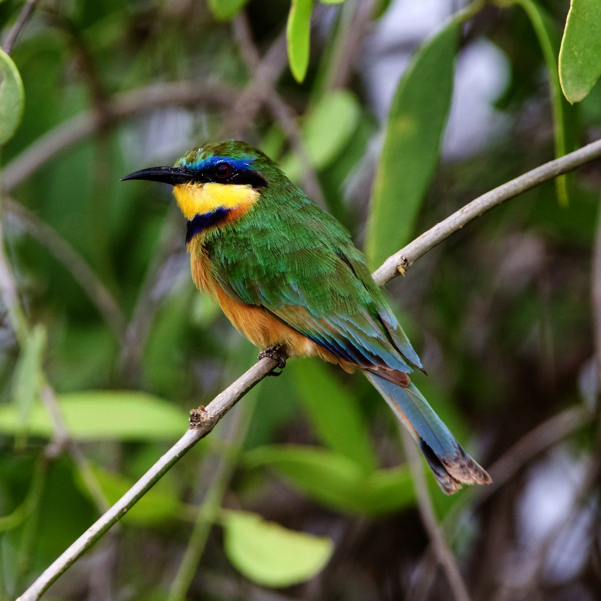 Little Bee-eater - ML223707331