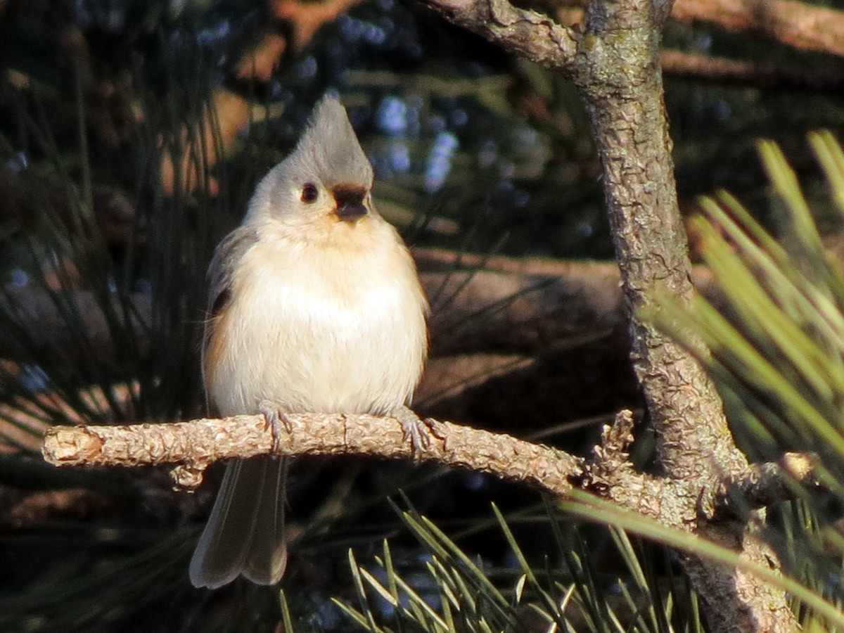 Tufted Titmouse - ML22370741