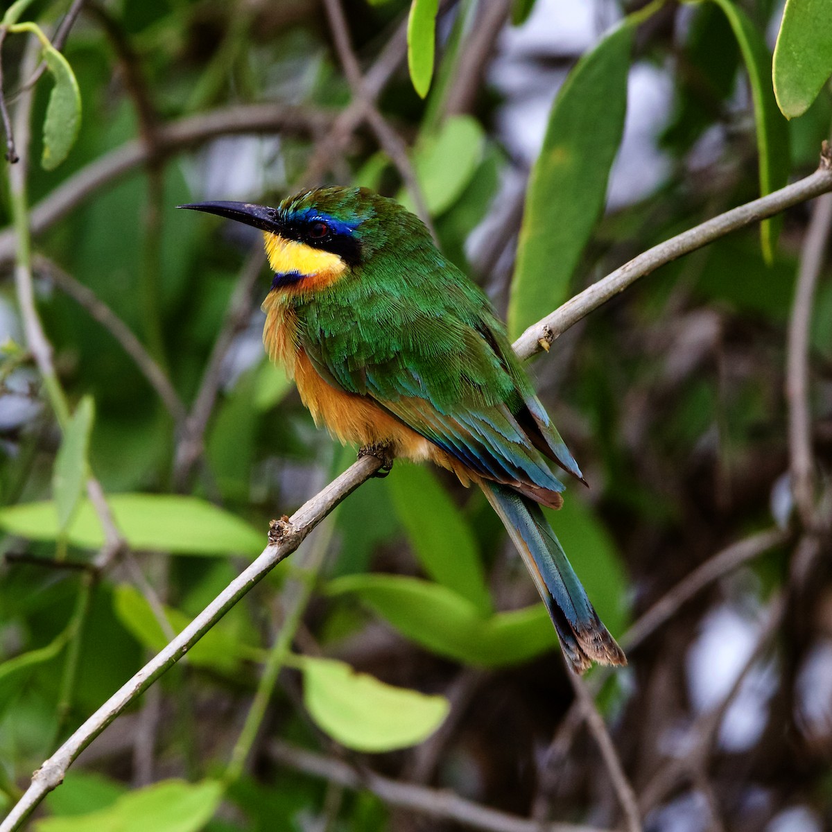 Little Bee-eater - ML223707551