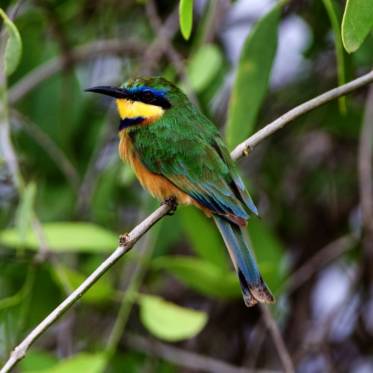 Little Bee-eater - ML223707761