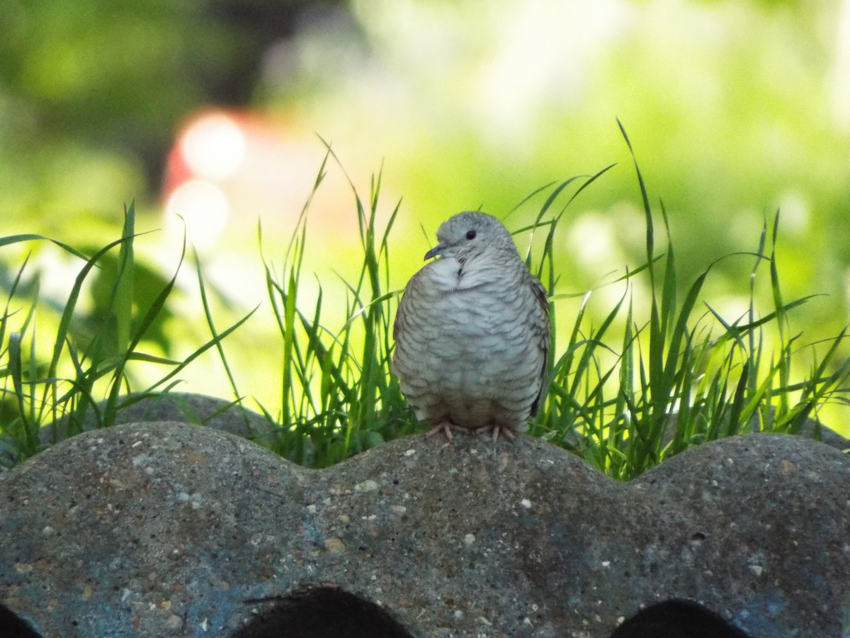 Inca Dove - Courtney  Hall