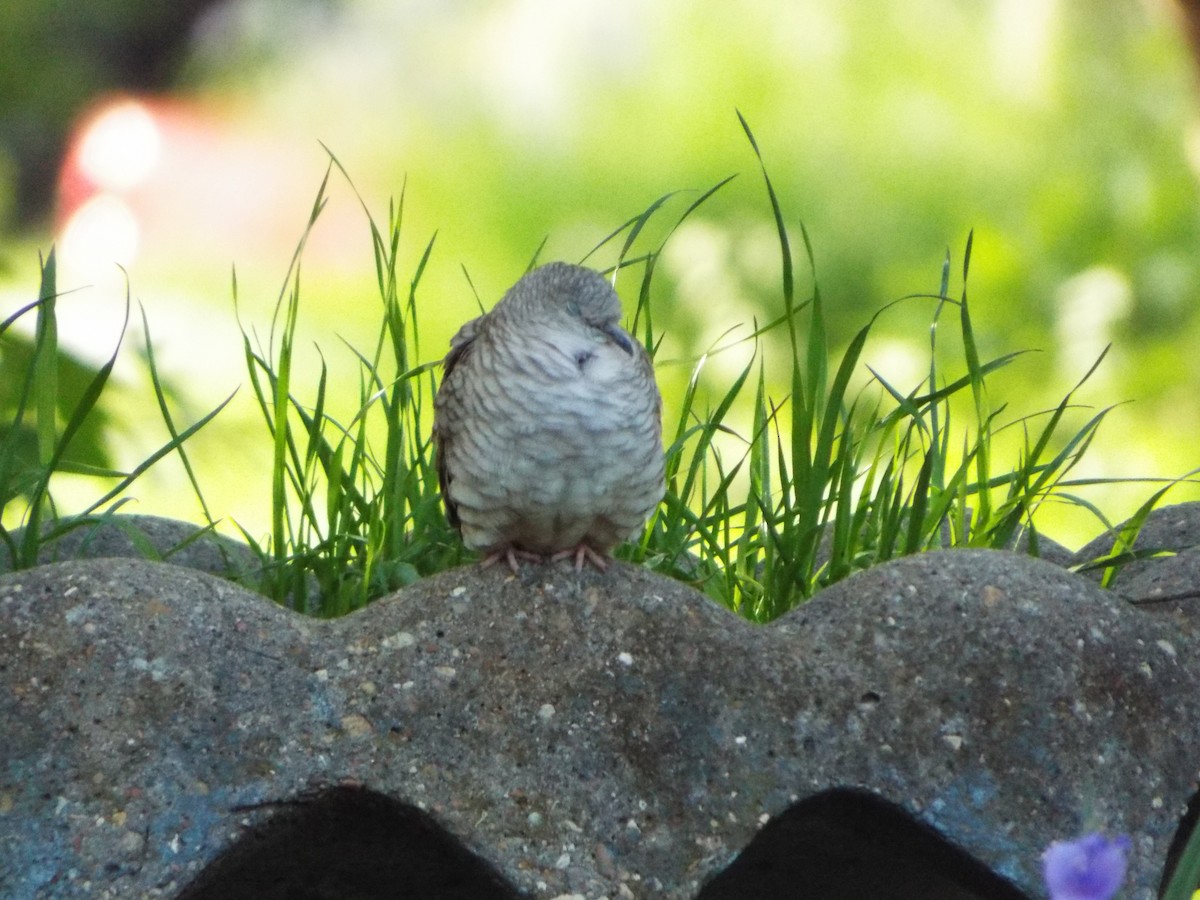 Inca Dove - Courtney  Hall