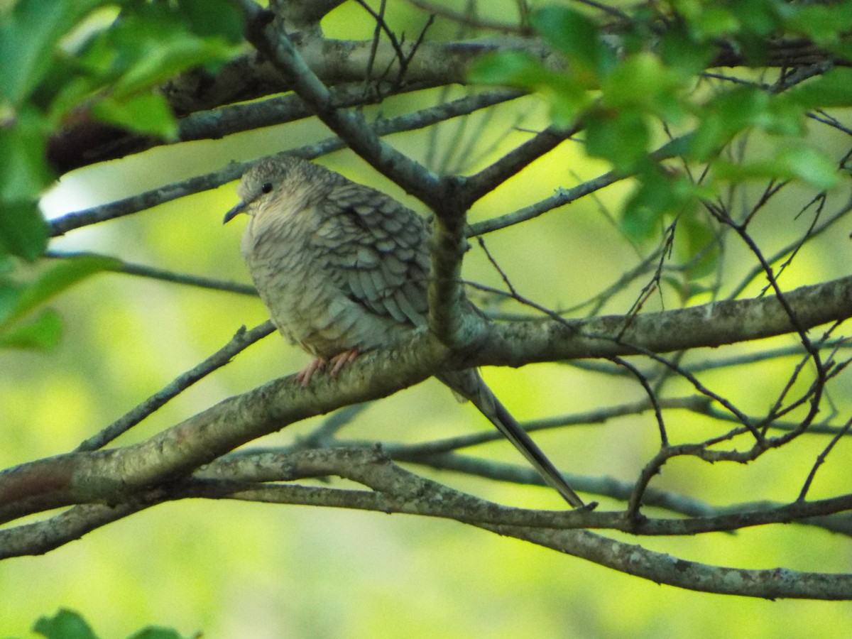 Inca Dove - Courtney  Hall