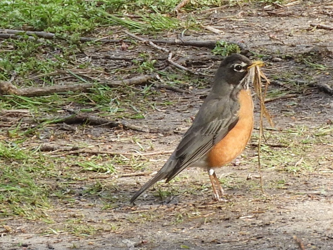 American Robin - ML223709741