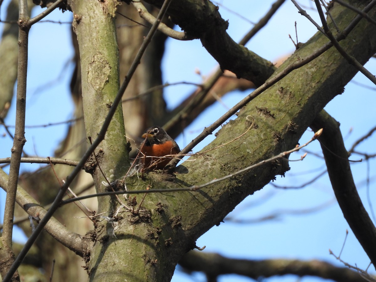 American Robin - ML223709781