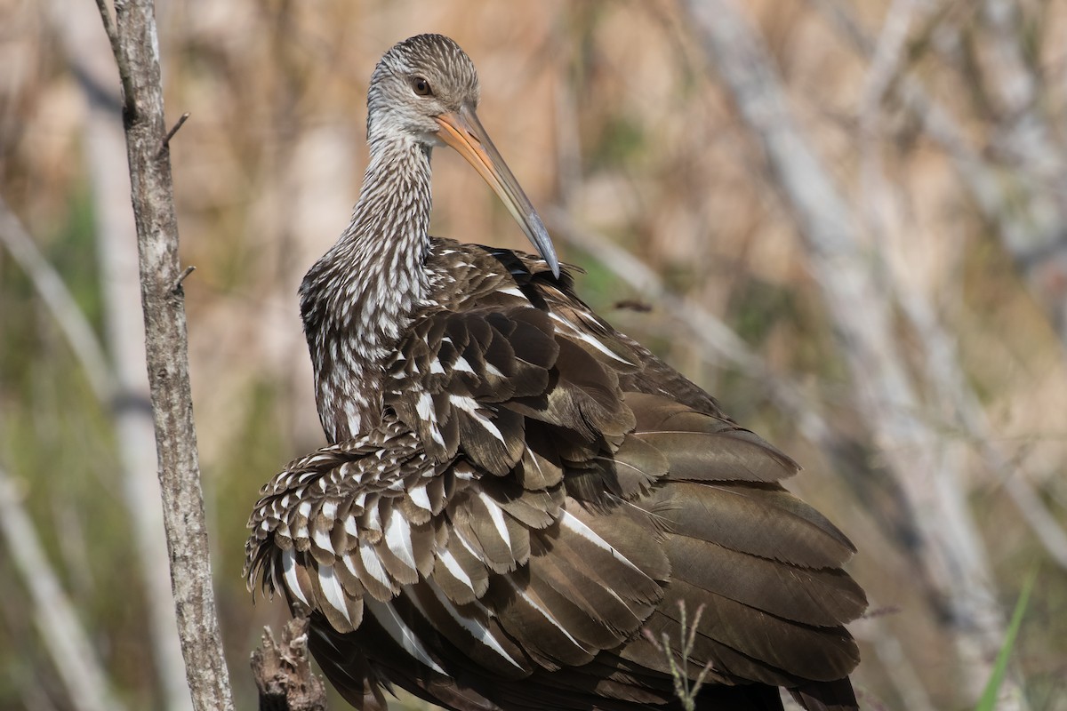 Limpkin - Audrey Addison