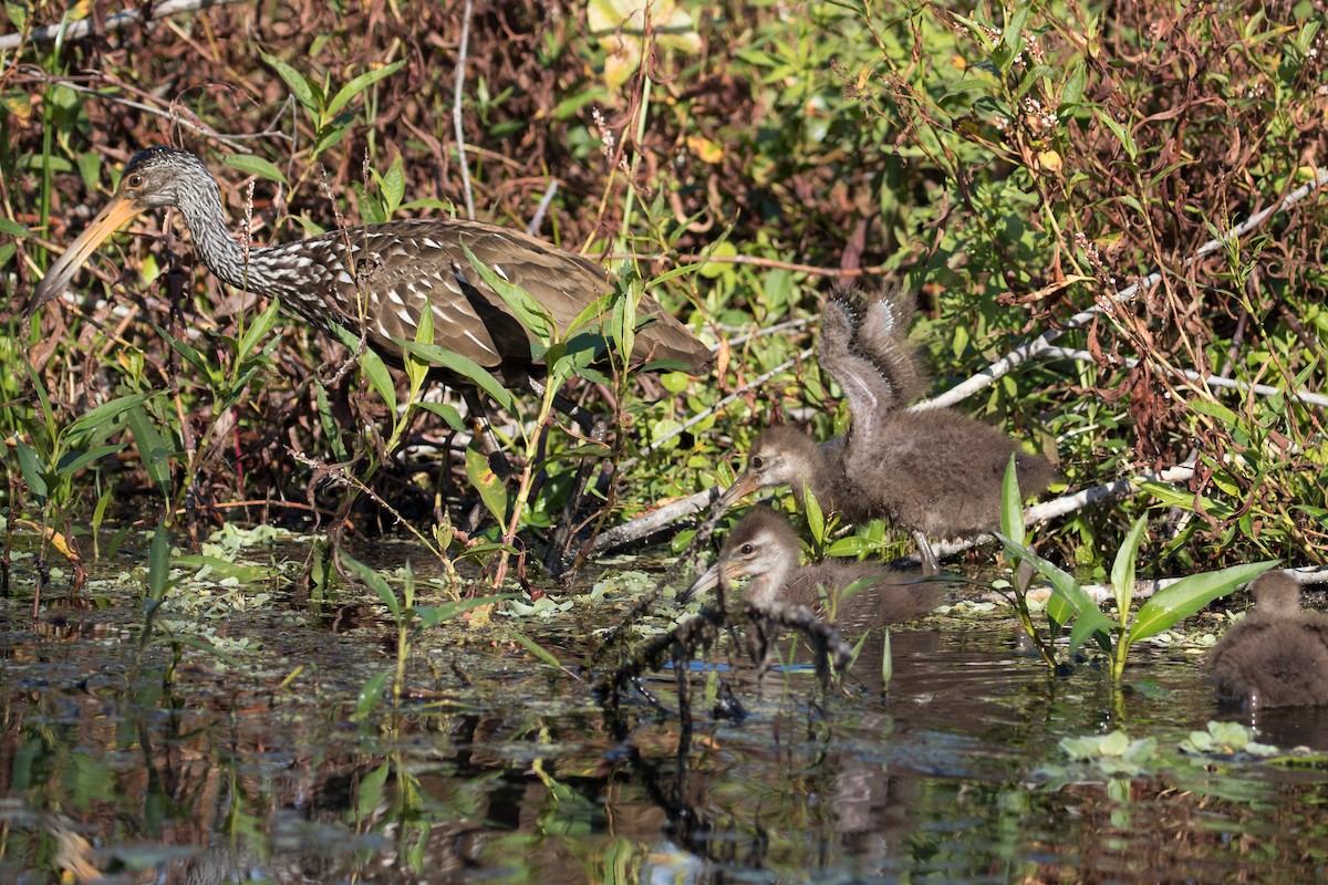 Limpkin - Audrey Addison