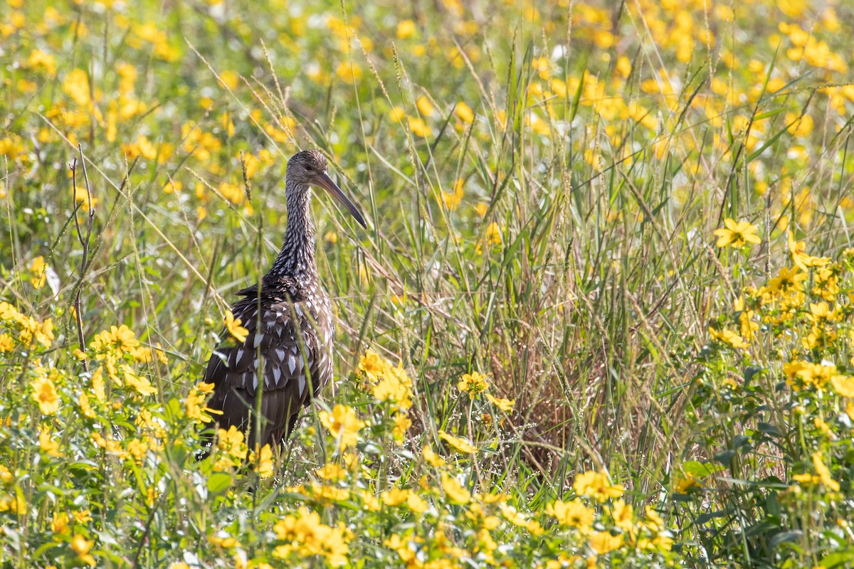 Limpkin - Audrey Addison