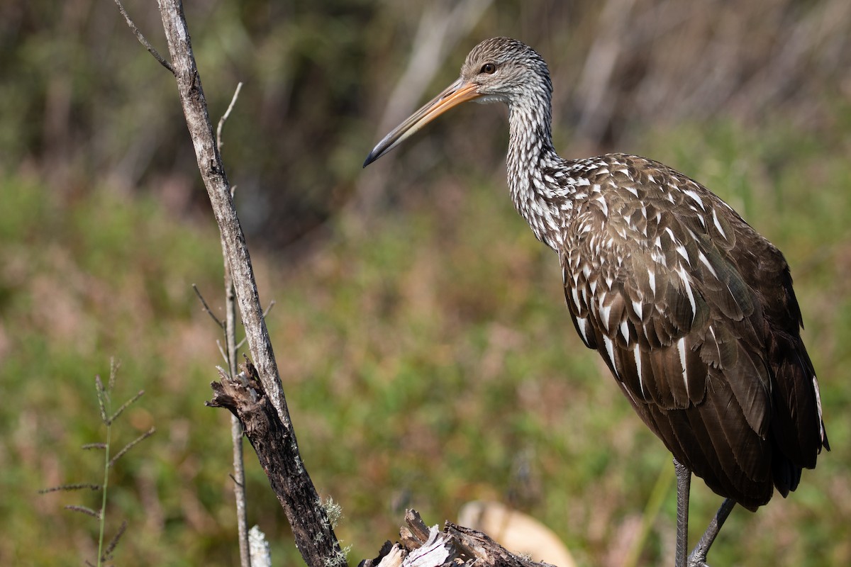 Limpkin - ML223710271