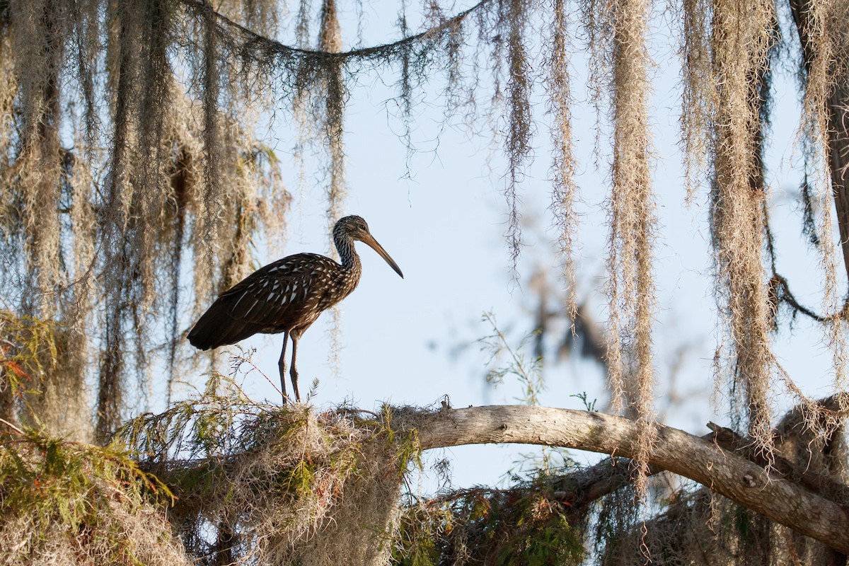 Limpkin - ML223710281