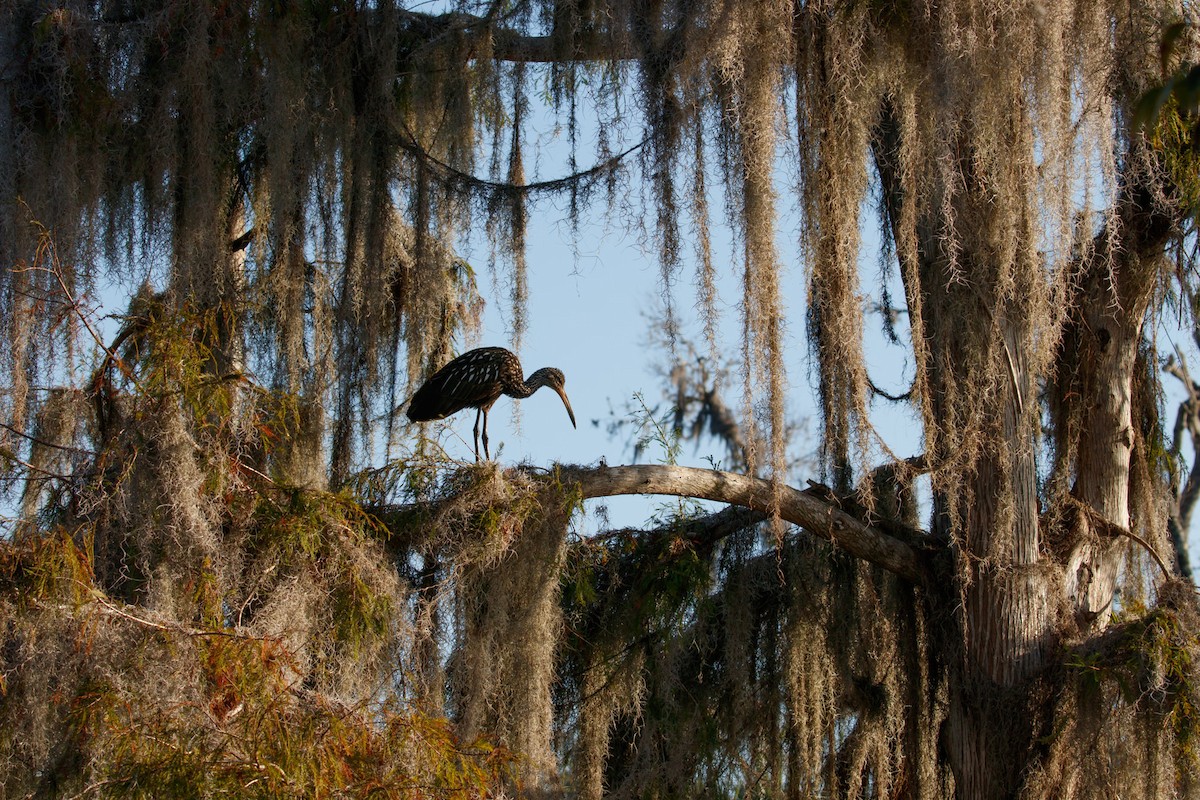 Limpkin - Audrey Addison