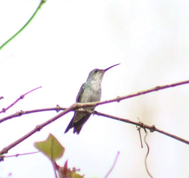 Sapphire-throated Hummingbird - ML223711551