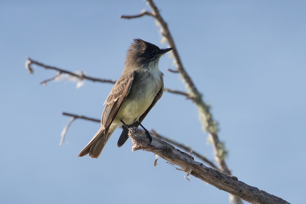 Eastern Phoebe - Audrey Addison