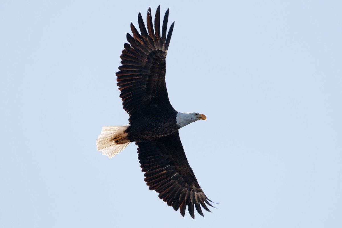 Bald Eagle - ML223711791