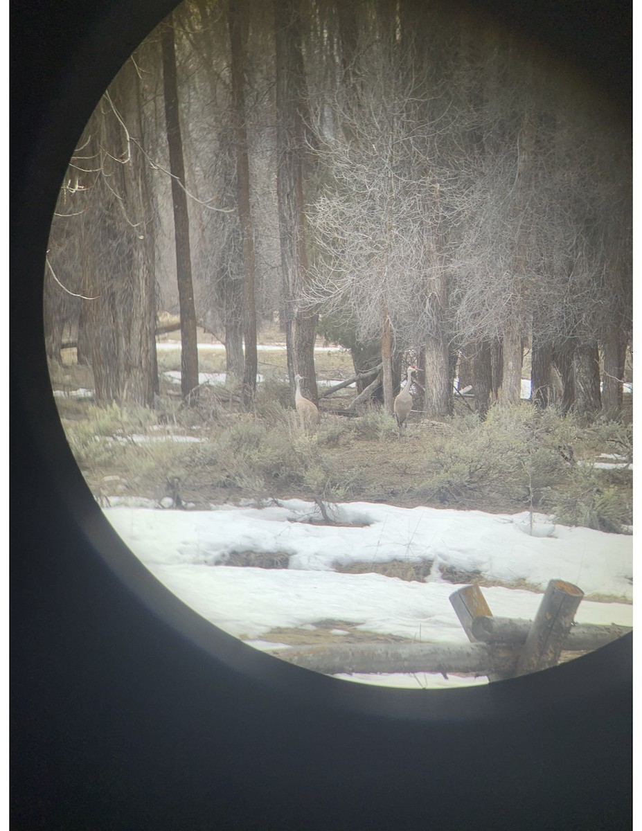 Sandhill Crane - ML223712601