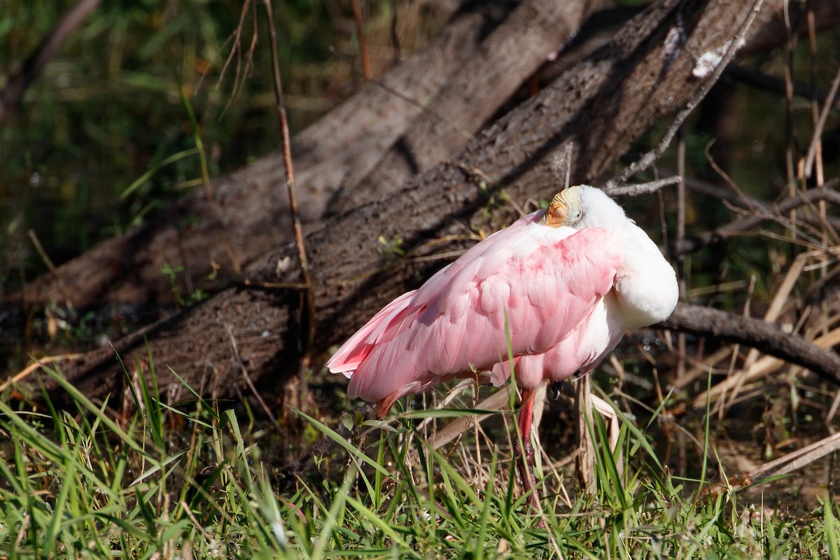 Roseate Spoonbill - Audrey Addison