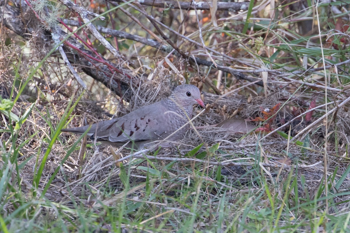 Common Ground Dove - Audrey Addison