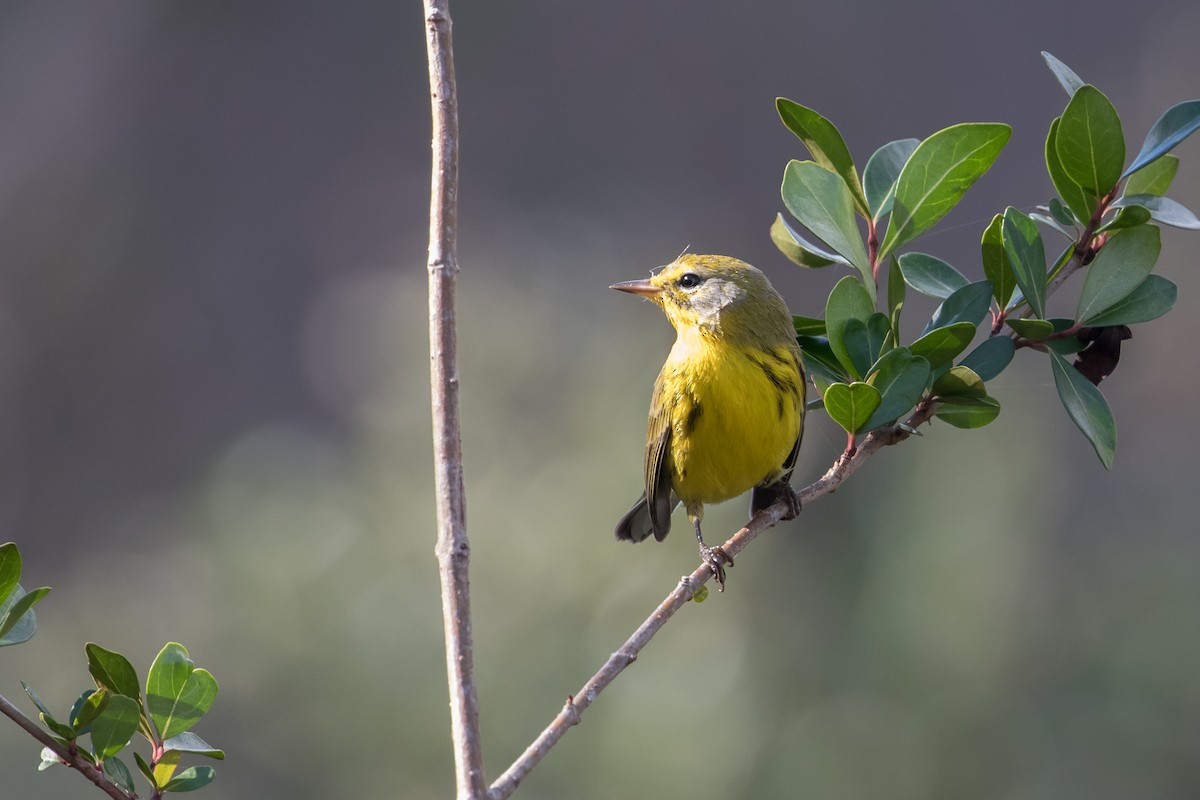 Prairie Warbler - Audrey Addison