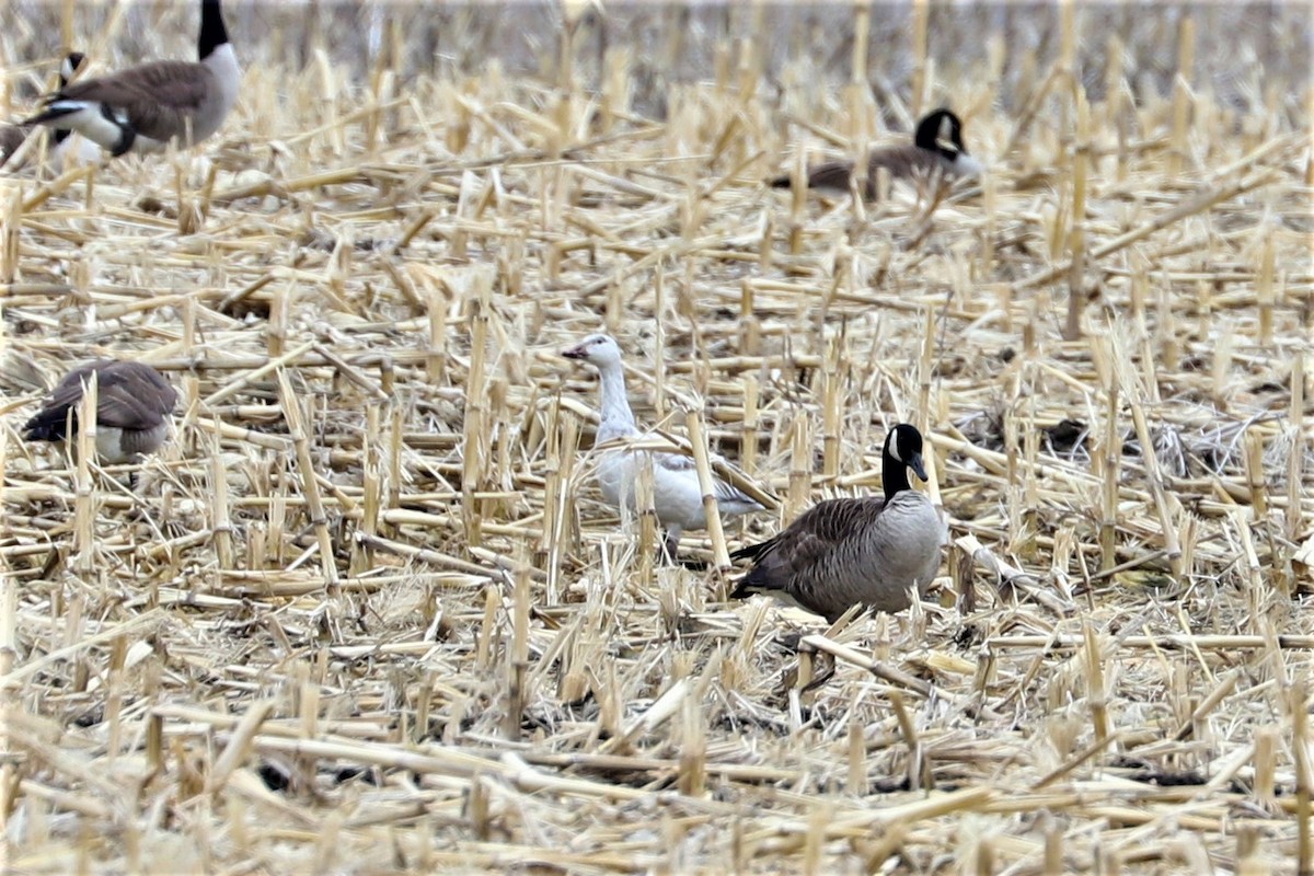 Snow Goose - ML223713751