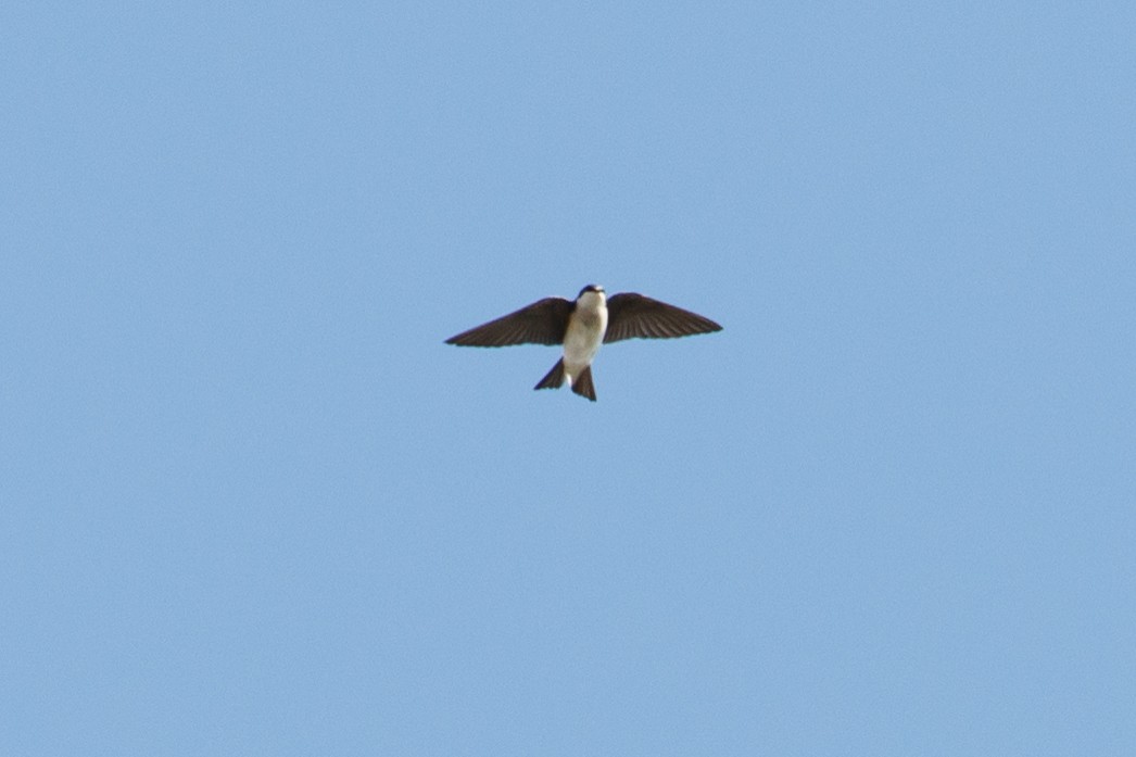 Tree Swallow - Audrey Addison