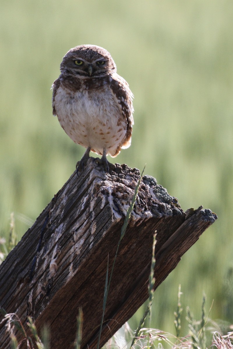 Burrowing Owl (Western) - ML223715041