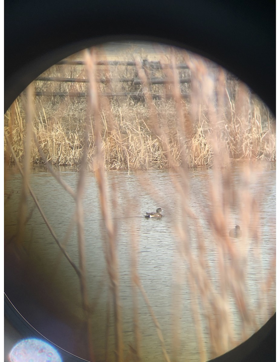 American Wigeon - ML223715061