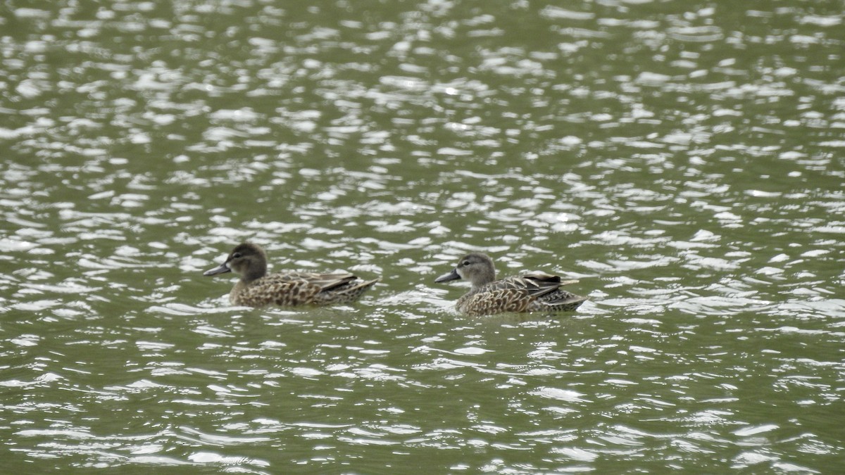 Blue-winged Teal - ML223716221